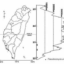 Image result for Pseudoconyza