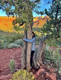 Image result for spiral cut juniper trees