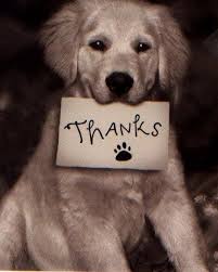 Ten Photos Of Dogs Saying Thank You For My Blogaversary Dog Quotes Dogs Puppies Funny