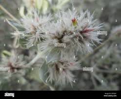 Image result for Leucosphaera bainesii