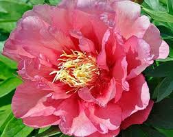 This item is unavailable