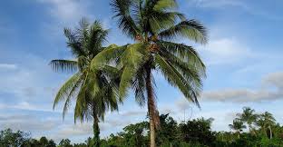 We did not find results for: Survey Shows Potential Impact Of Palm Trees In Quantifying Rainforest Carbon Cifor Forests News