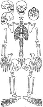 skeletal inventory chart for recording a skeleton with space