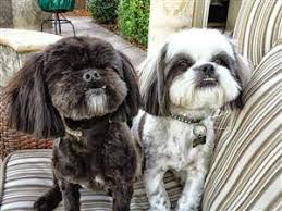 According to the akc, there are 19 different shih tzu colors and four types of markings. Brindle Shih Tzu Information And Photos