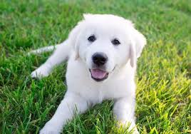 Originating in the 1800's in the scottish highlands, the golden retriever was primarily used as a hunting dog. How Much Is A Golden Retriever Puppy Price Ownership Costs Marvelous Dogs