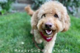 Over 273 goldendoodle pictures to choose from, with no signup needed. 29 Goldendoodle Pros And Cons What It S Like To Love A Goldendoodle Happy Go Doodle