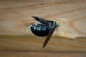 Bee removal is a dangerous practice and not something you can easily do on your own. What Is A Carpenter Bee Environmental Pest Management