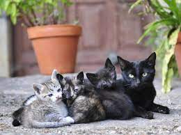 Noch nuckeln die kleine ja eifrig mamis milch. Katzenbabys Das Richtige Alter Fur Die Abgabe