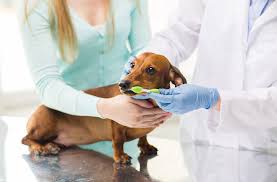 May 18, 2021 · my vet has offered a 20% discount for new patients and $25 off dental cleanings. Dog Dental Care Veterinarian In Clearwater Fl