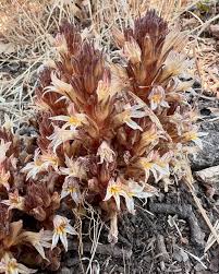 Image result for Orobanchaceae