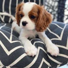 Cavalier king charles spaniel puppies for sale dallas. Usd 600 Precious Cavalier King Charles Spaniel Puppies Available For Sale 47349227 Expatriates Com