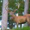 This elusive deer which is native to southeast asia can measure up to 6. Https Encrypted Tbn0 Gstatic Com Images Q Tbn And9gcqp3varjw 5sxcc1b7dpfctq05ted3bp21qnox 2t389ooakmbo Usqp Cau