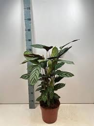 Image result for Ktenante Ctenanthe