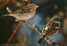 Small Brown Bird With No Tail Feathers That S Interesting House Sparrows The Most Common Bird In The World House Sparrow Common Birds Birds