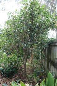Sweet Olive An Evergreen Shrub With Fragrant Flowers Olive Trees Landscape Evergreen Shrubs Sweet Olive Tree