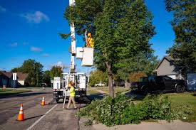 New program will replace street trees in Sioux Falls neighborhoods hardest  hit by emerald ash borer
