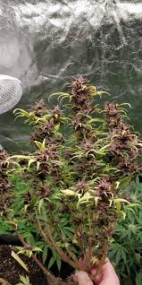 Blackberry gum auto inherits without any modification, the incredible sweet taste with memories of cotton candy that tele will transport your childhood in a single puff, added to its fruity aroma of. Fastbuds Blackberry Grow Journal By Mo Gardens Growdiaries