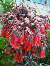 We did not find results for: Sale 2 Inch Orange Bell Like Lambs Ear Jade Succulent Cactus Cutting Plant Tree Flower Home