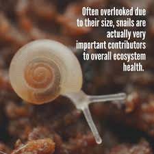Threatened Species Conservancy | Because of their tiny size, snails are  often forgotten in conservation efforts. Because of this, not much is known  about their... | Instagram