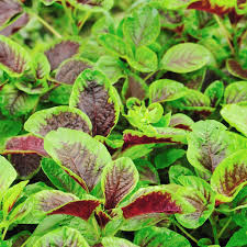 Pin On Amaranth