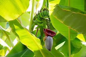 For a similar plant in the chinese version of plants vs. Can I Grow Bananas In Hot Climates Like Arizona Garden Of Luma