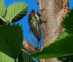 Cicada videos and sounds alarm squawks and mating calls is also very helpful for identifying cicada sounds. What S That Sound Cicadas Outside My Window