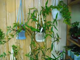 Image result for Coleotrype natalensis