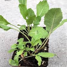 Image result for Tanacetum balsamita