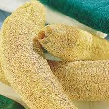Image result for Luffa