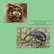 Image result for květopas jahodníkový