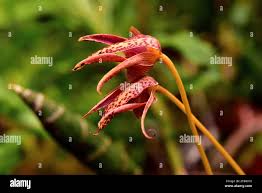 Image result for Bulbophyllum intertextum
