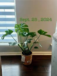 Let's welcome our new members! You're all welcome into our group where we  share our ideas and experience to help anyone having issues with their  Monstera plants. You can also share a