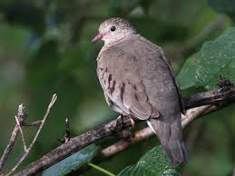 Image result for Pasaccardoa procumbens