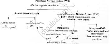 Like the nervous system as a whole, the peripheral nervous system also has two divisions: Given Below Is The Partially Incomplete Scheme Of The Components Of Peripheral Nervous System Fill Up The Blanks Numbered 1 8 Biology Shaalaa Com