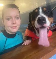Stoke-on-Trent's dog swimming pool keeping canines cool