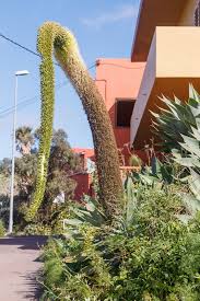 Image result for Habenaria attenuata