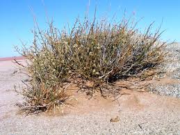 Image result for Adenolobus pechuelii