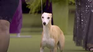 Westminster dog show schedule 2021: Whippet Named Bourbon Wins Akc Championship Top Prize