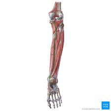 We did not find results for: Posterior Tibial Artery Anatomy Branches Supply Kenhub