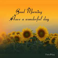 In this article, we are sharing with you all the good morning wishes with sunflower images. Good Morning Have A Wonderful Day Sunflowers And Nature