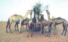 When they saw the caps, they climbed down the tree and took the caps. Do They Not Look At The Camel