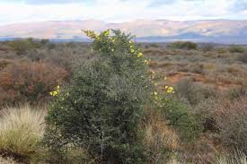 Image result for Rhigozum