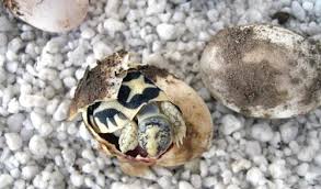 Indian Star Tortoise Care Sheet