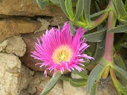 Nous vous présentons ici l'ensemble de notre collection de plantes succulentes produites et élevées chez nous dans notre pépinière. Griffe De Sorciere Carpobrotus Culture