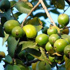 Guava trees thrive in areas where the summers are warm, and the winters are cool. Psidium Guajava 50 Seeds Exotic Guava Fruit Tree Bonsai