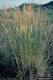 Image result for Sporobolus coromandelianus