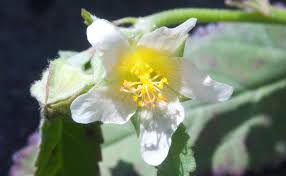 Image result for Sida ovata