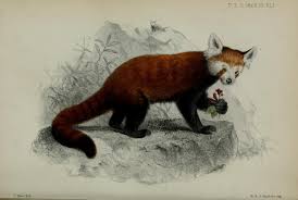 Follow along art tutorial on how to draw and color a cartoon red panda easy, step by step. Scientific Illustrations The Art Of Drawing A Red Panda Red Pandazine