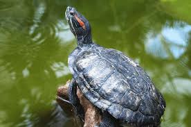 How big can red eared slider turtles get? Oregon Turtles