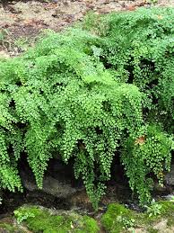 Image result for Adiantum capillus-veneris